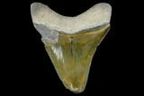 Serrated, Fossil Megalodon Tooth - Florida #114104-1
